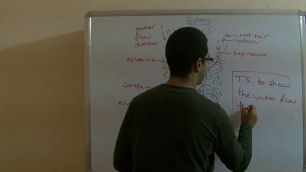 Biology - Chapter 1 - Nutrition - part 5 (Water pathway through the root) - Abdallah Reda el Sayed - YouTube