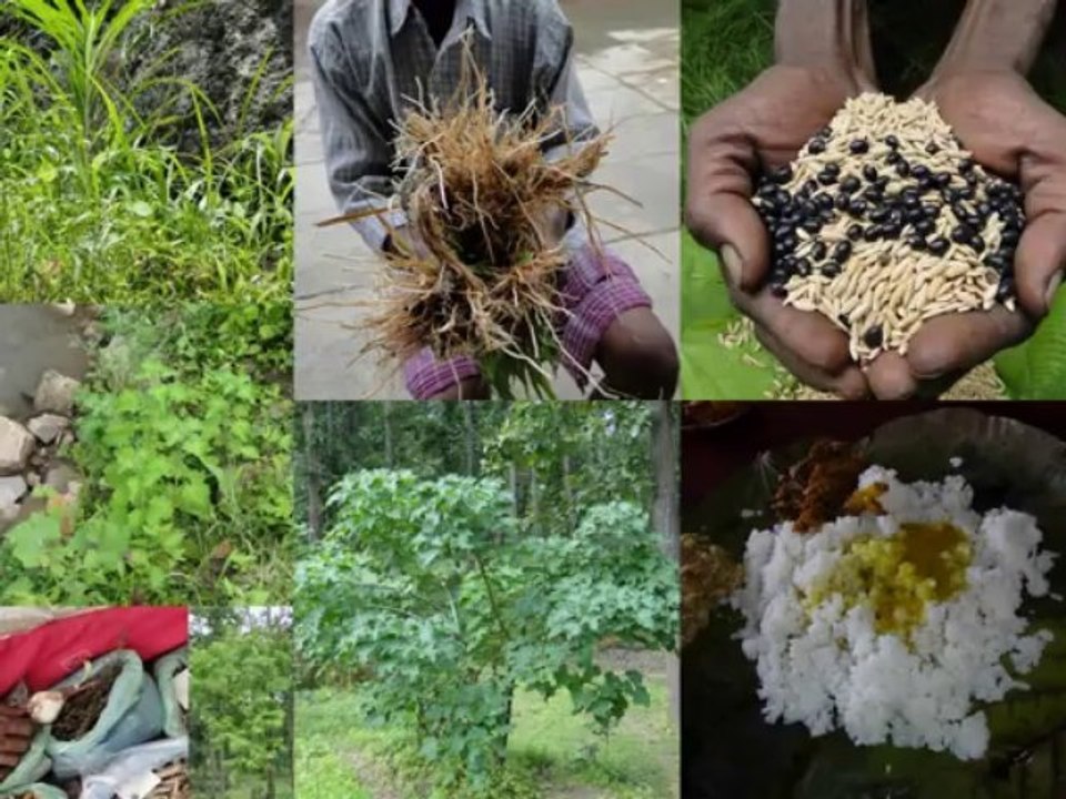 Medicinal Rice B4 Formulations for Solanum Toxicity: Pankaj Oudhia’s Medicinal Plant Database