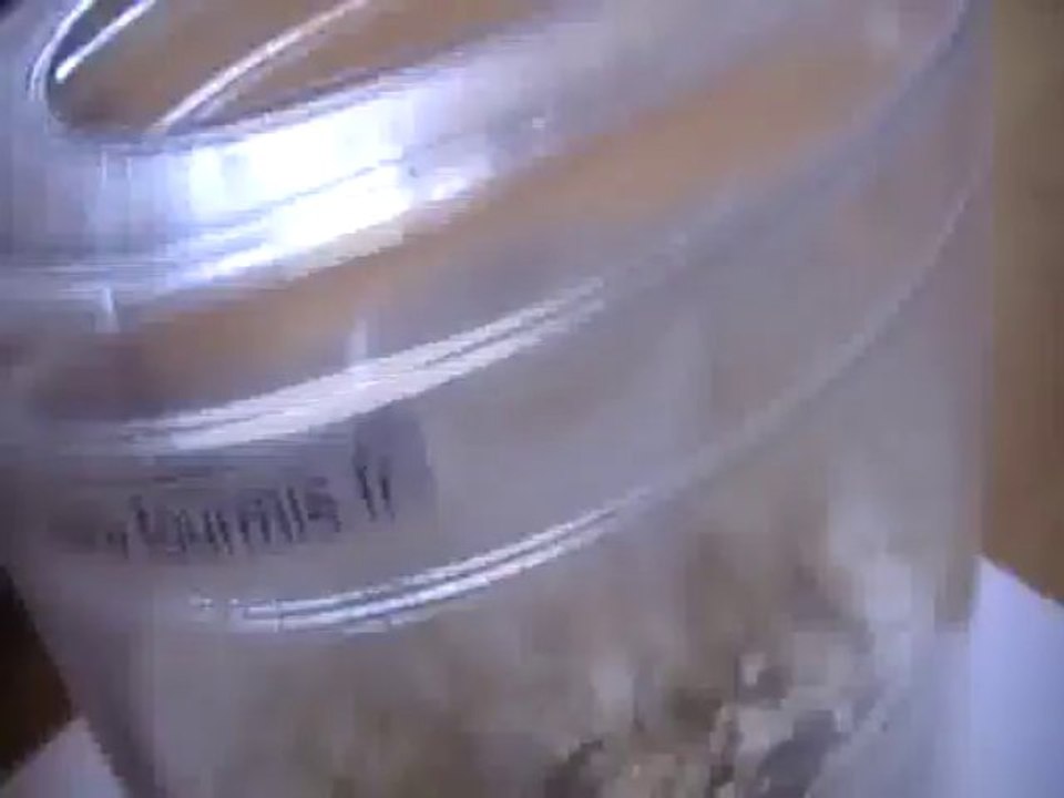 Elevage de Messor Barbarus (01/09/13)