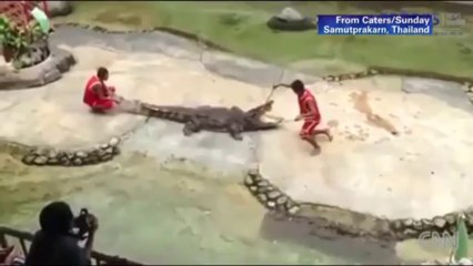 Crocodile bites down onto trainer's head