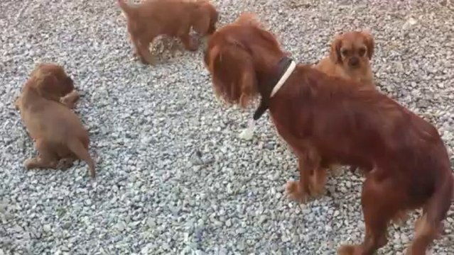 CHIOTS CAVALIER KING CHARLES LOF VAR