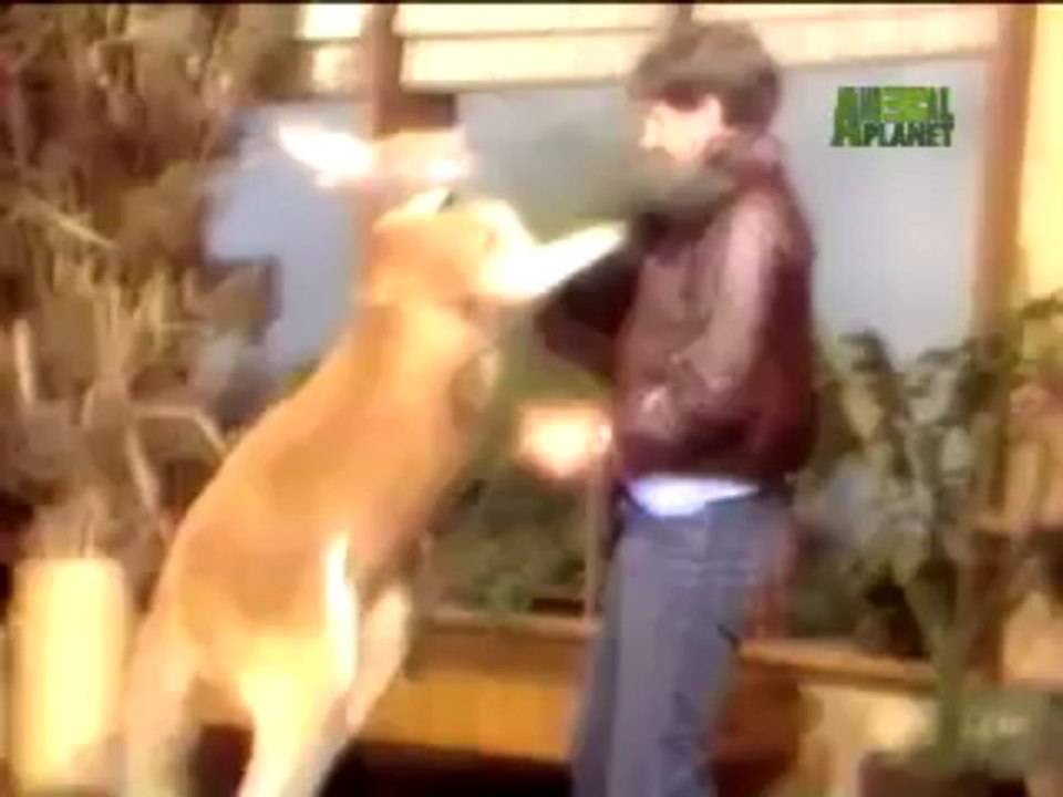 Kangaroo Goes Berzerk