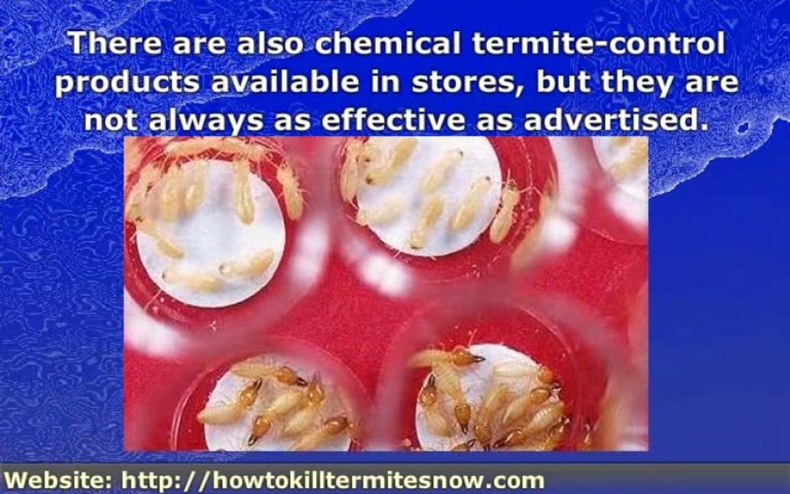 The Best Way To Get Rid Of Termites