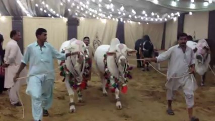 Bakra Eid 2012 - Karachi _ Sohrab Goth
