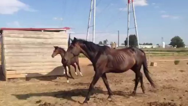 Diamant of adenauer pouliche par Adenauer GP dressage à vendre
