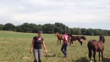 Bella luna 2 ans fille d'Adenauer GP dressage à vendre