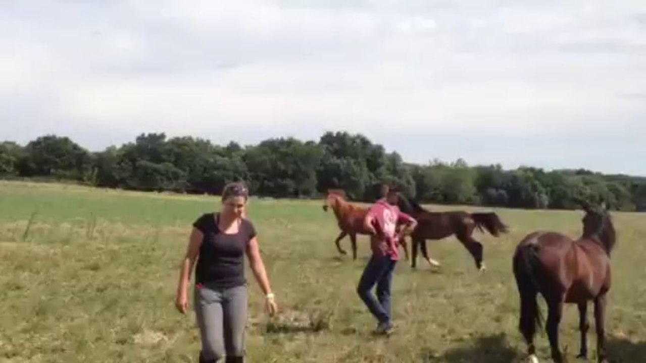 Bella luna 2 ans fille d'Adenauer GP dressage à vendre