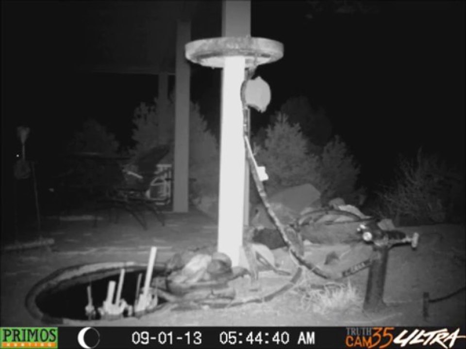 Smaller Bear Drink 9/1/13