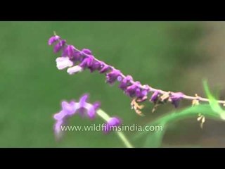 Flower Uttarakhand Champawat Devidura card 4 22