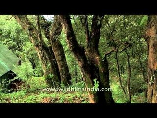 Swarupananda Kutia (cottage), Mayavati