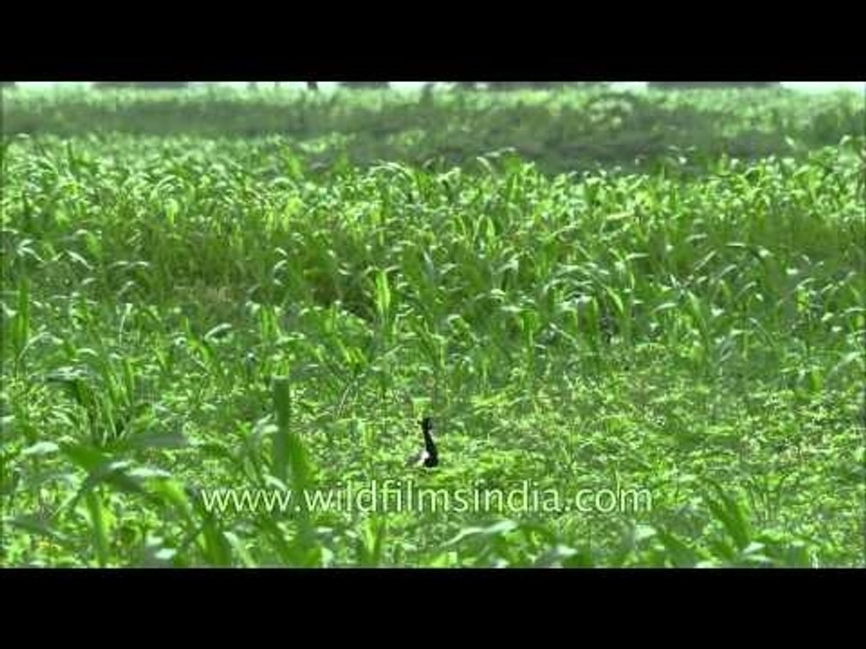 Hidden amongst green fields: Lesser Florican display