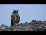 Great Horned Owl or Bubo bubo in Rajasthan