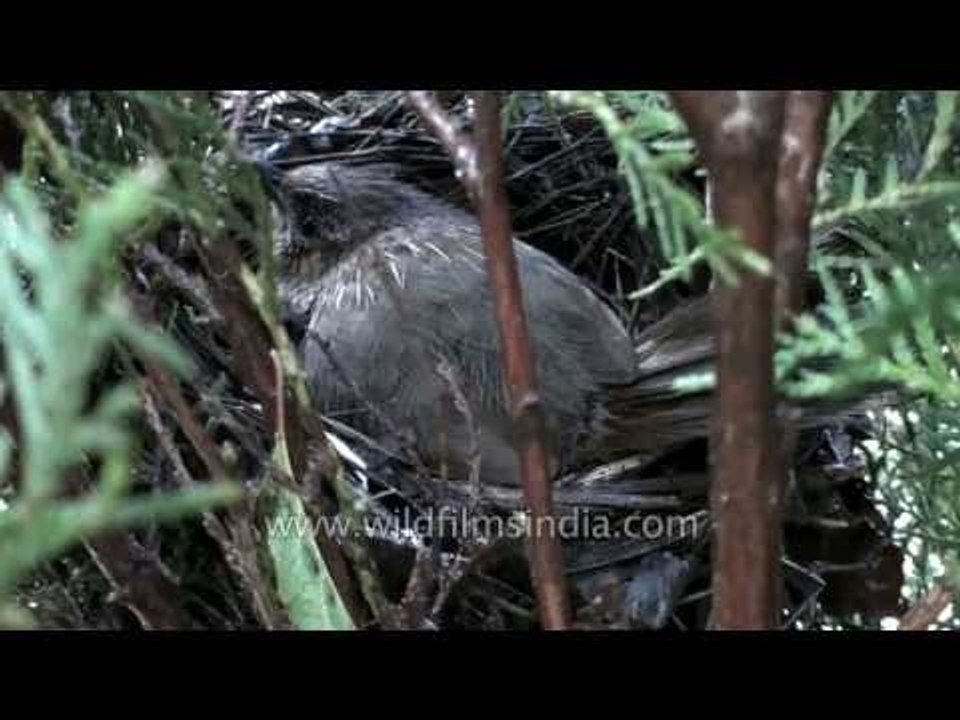 Streaked Laughing Thrush (Garrulax lineatus) nesting