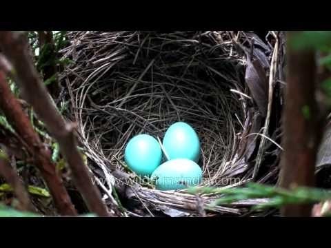 Turquoise blue eggs in nest of Streaked Laughing Thrush