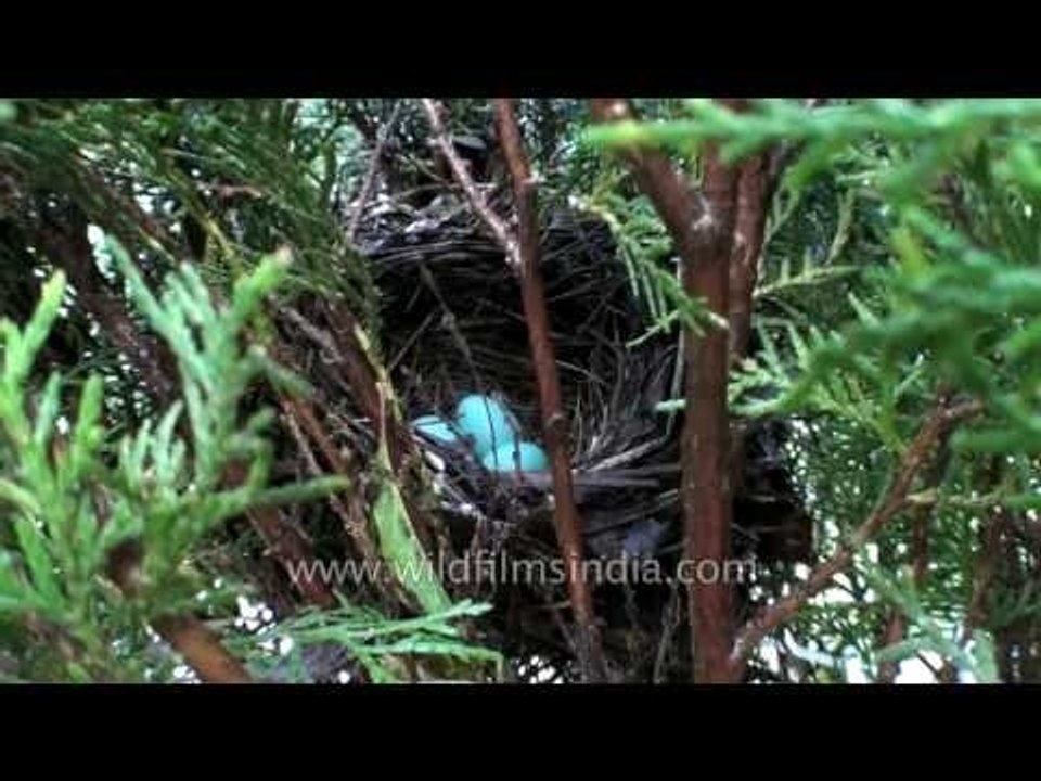 Blue eggs for this Laughing Thrush to incubate