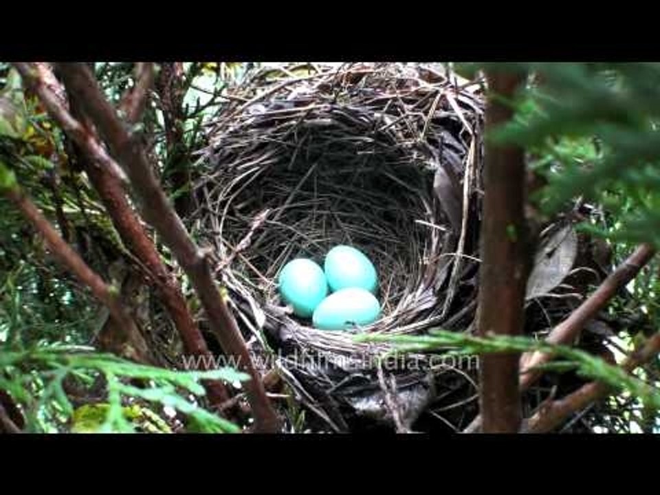 Streaked Laughing Thrush lays blue eggs
