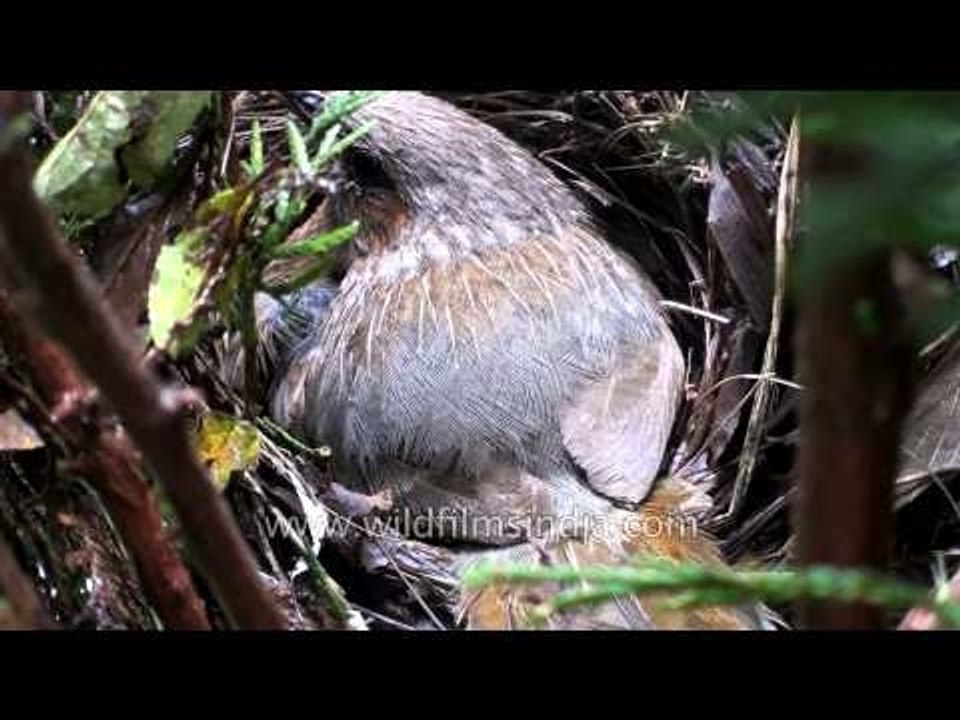 Rare glimpse into the breeding biology of the Streaked Laughing Thrush