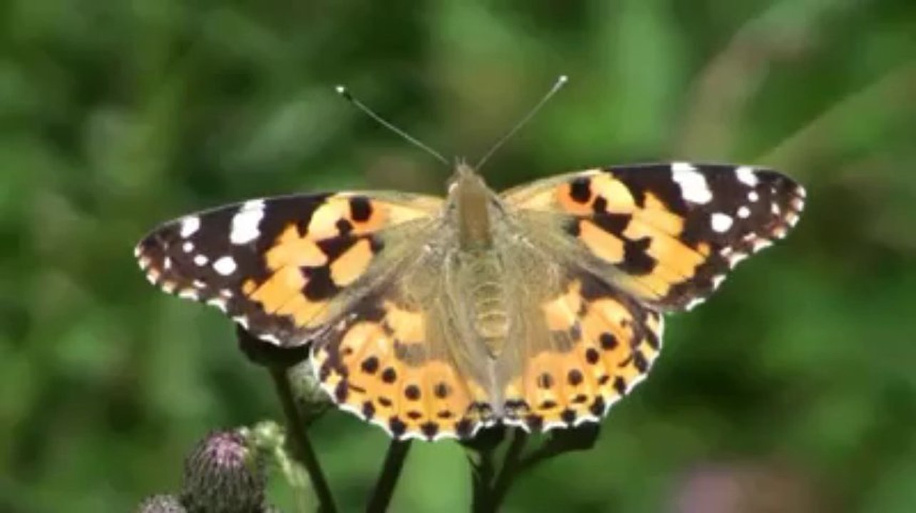 Kelebek; Rüzgara karşı dimdik, Sonunda öleceğini bilsede