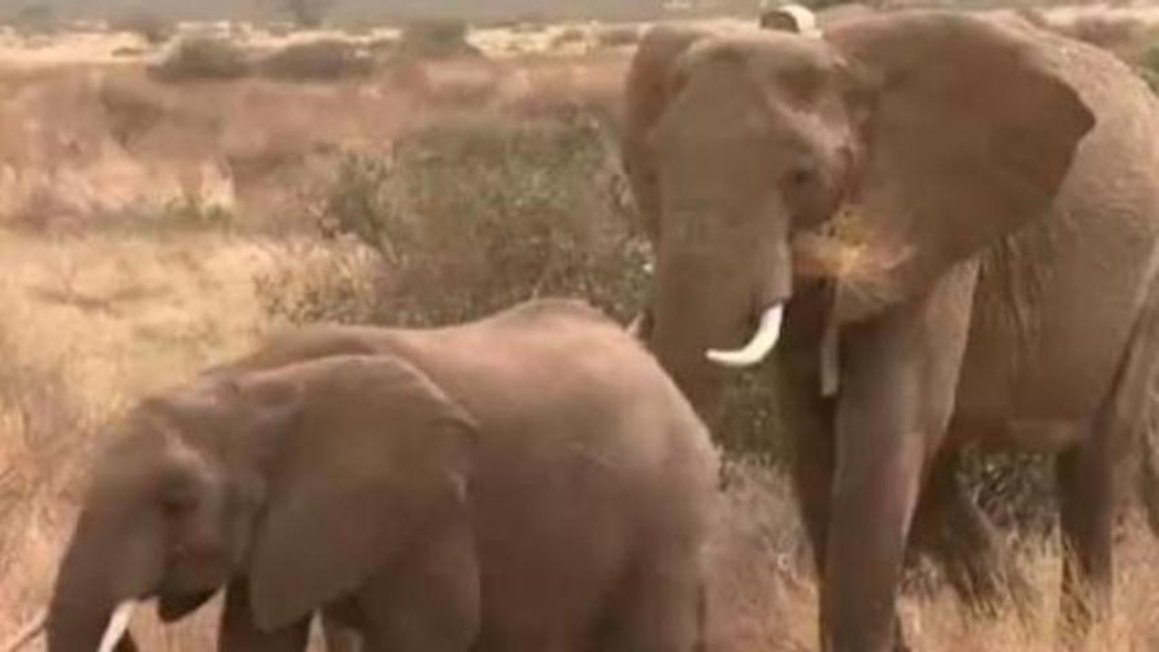 Poaching thrives as Asia's ivory demand grows