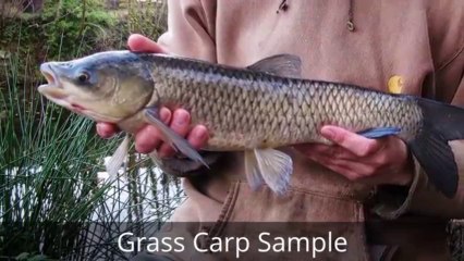 Aquatic Weed Control Solution