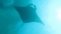 Mantas in Nusa Penida