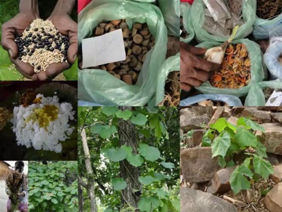 Medicinal Rice B4 Formulations for Tamarix Toxicity: Pankaj Oudhia’s Medicinal Plant Database