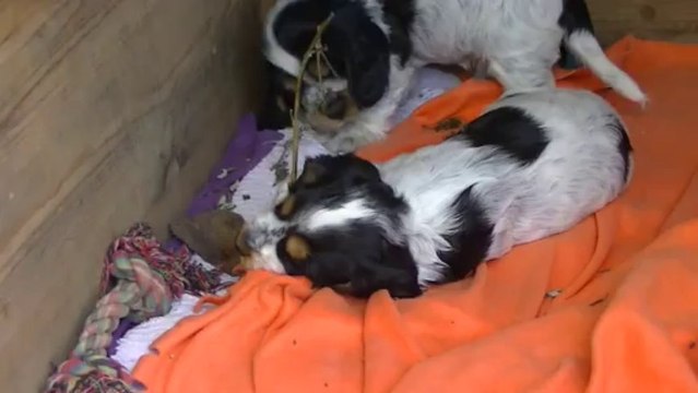 Cockers anglais 5 semaines