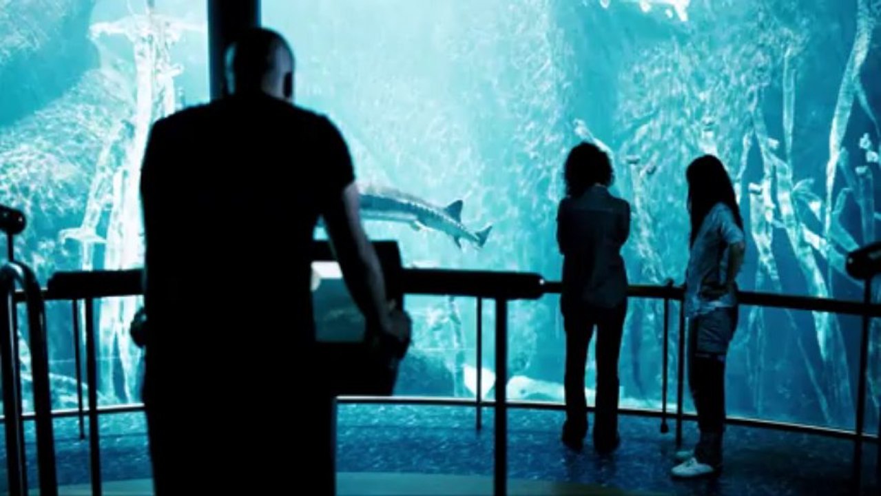 Vic + Flo ont vu un ours de Denis Côté -  Bande annonce