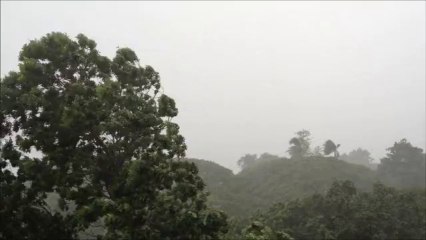 突然の豪雨（スコール）木が倒れそう　A sudden squall  tree seems overthrown