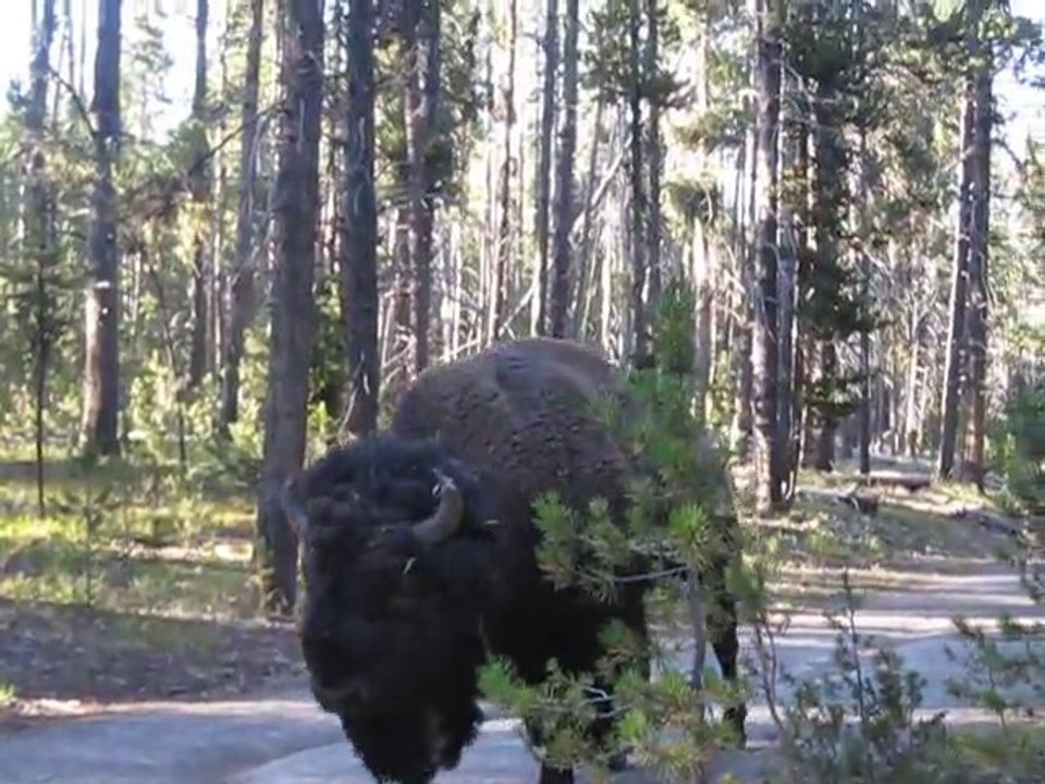 Des randonneurs croisent un Bison au parc de Yellow Stone. Impressionnant.
