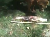 Owner Responds In Shock As Dog Catches Giant Fish From Lake