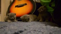 3 kitten fall asleep in the same time... So cute!