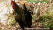 Kerim Hoca'nın Tavukları ve Horozları:Çağlarca-ANTALYA