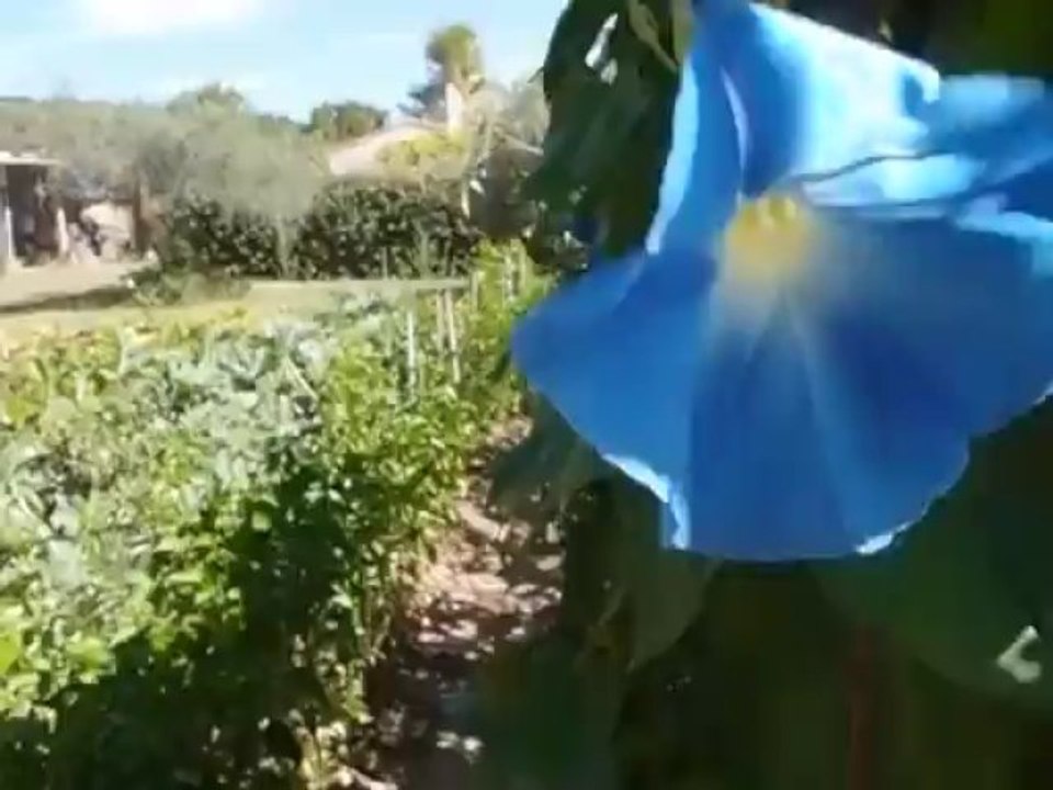 Volubilis au vent
