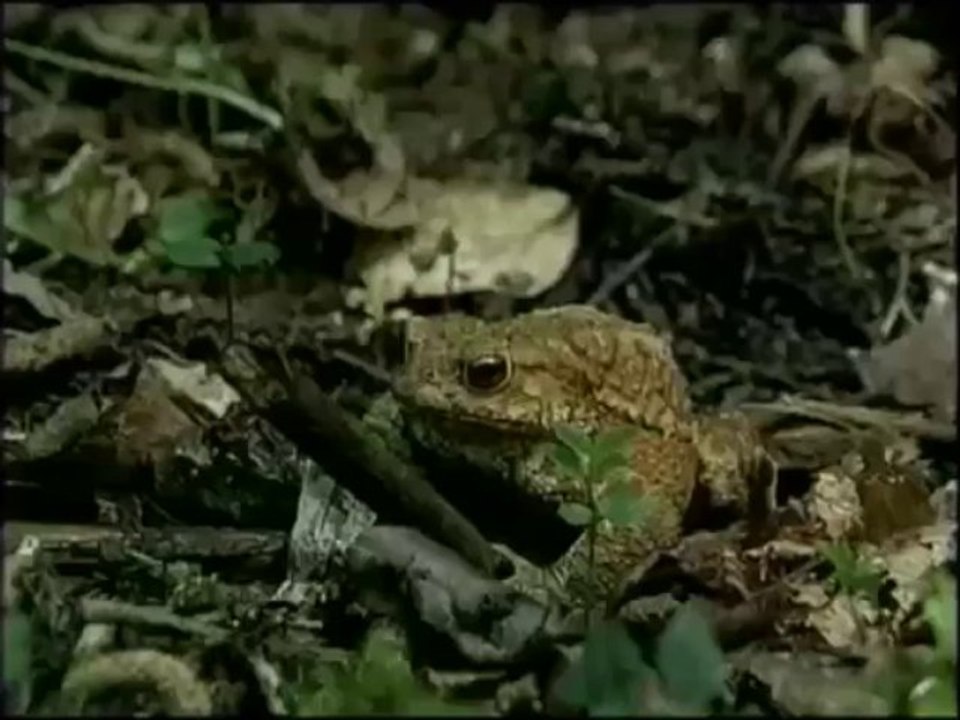 Expérience : l’étonnante vision du crapaud