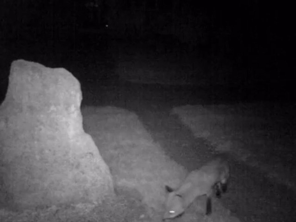 Visiteurs nocturnes