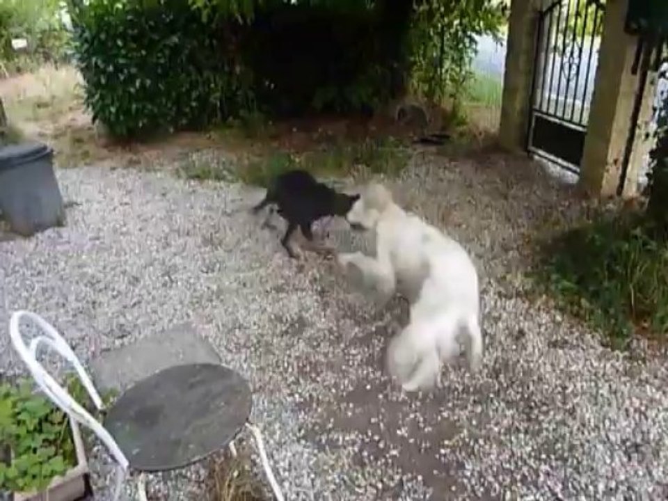 Henssi et Ice jouent