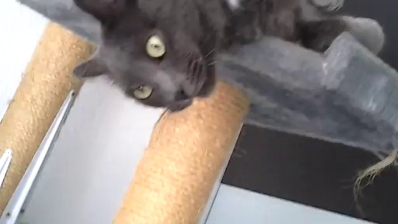 Miaou