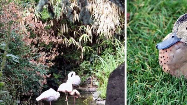 Pink Bridal Flowers and Wedding Bouquets by London Florist Todich Floral Design, Wedding Flowers London