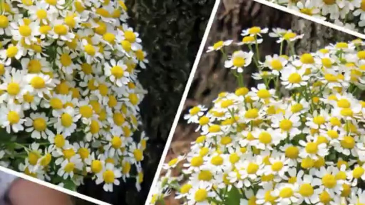 Summer Flowers for Bridal Bouquets by Online Wedding Florist in London