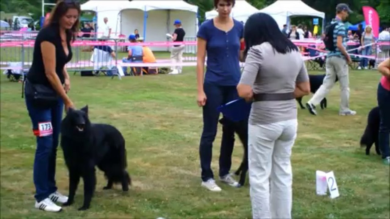 heaven ring classe jeune femelle  31 aout 2013