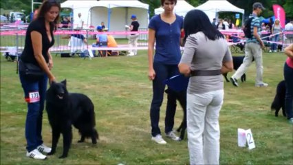 heaven ring classe jeune femelle  31 aout 2013