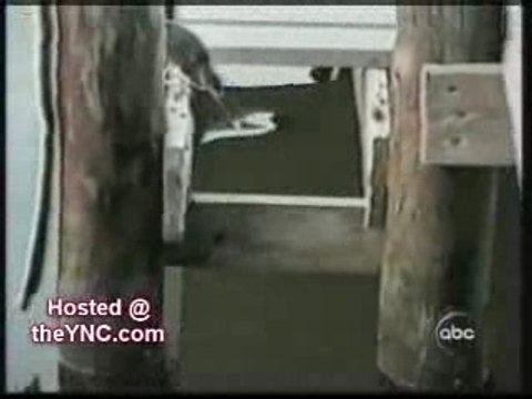 Nos amis les animaux