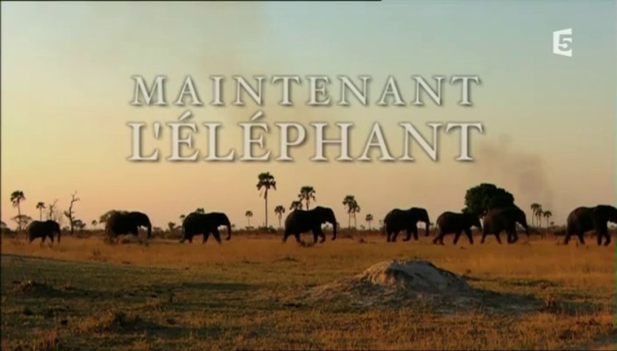 Maintenant l'éléphant