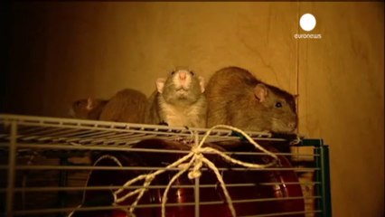 Des rats renifleurs pour aider la police de Rotterdam