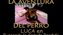 La Aventura del Perro - LUCA en "Buscando la Comida Perdida"