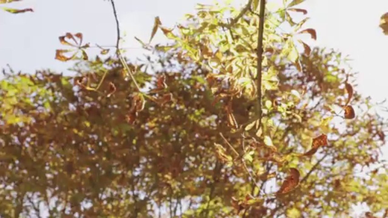 Rock en Seine 2013 - La vidéo souvenir