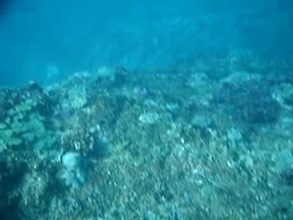 raie manta