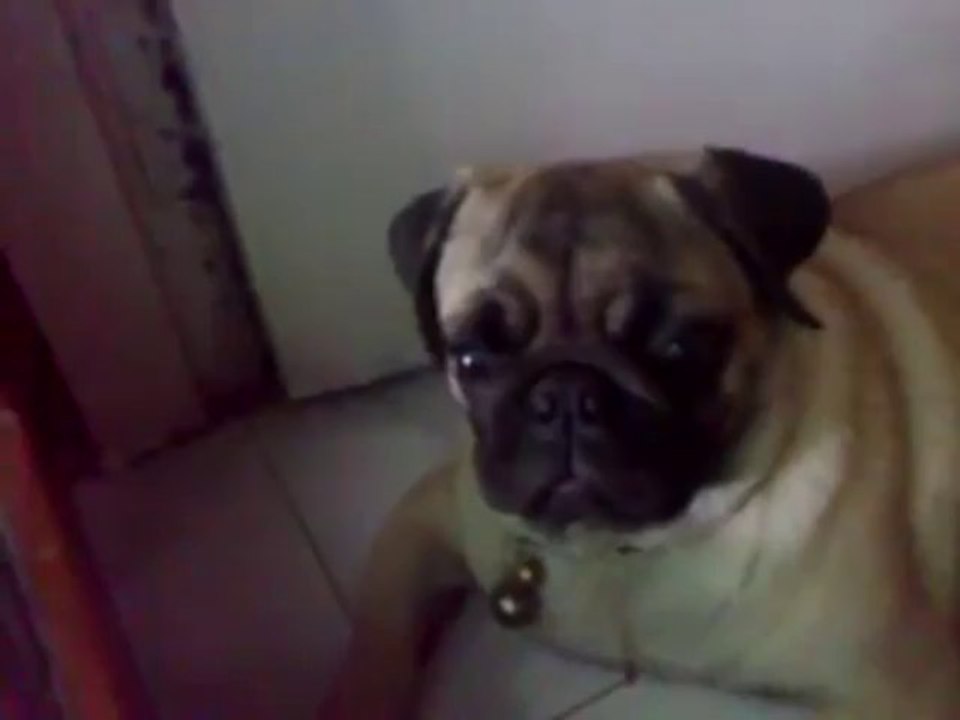 Pug Flops Ears to Loud Noise