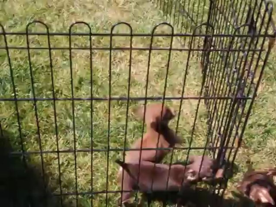 Chiots Chihuahua poil court choco de 9 semaines